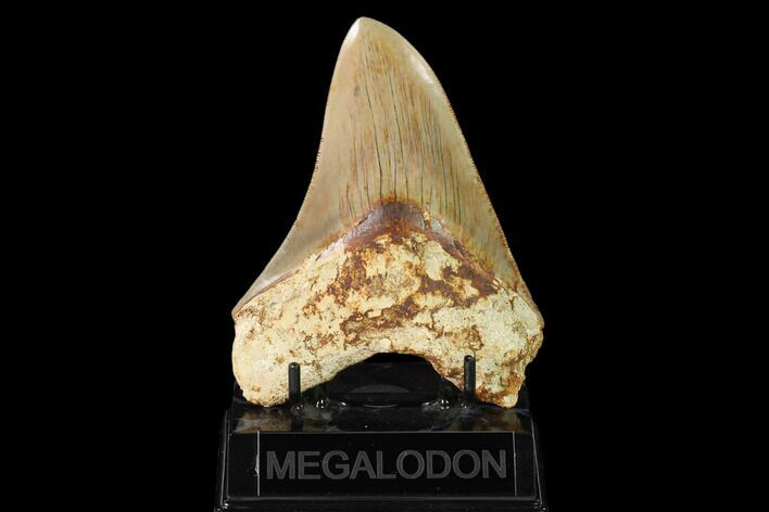 Serrated, Fossil Megalodon Tooth - West Java, Indonesia #148154